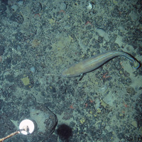 A Torsk (Brosme brosme) swimming over mixed substrata seabed with encrusting sponges and long clawed squat lobsters (Munida rugosa) © Marine Scotland Science/JNCC/University of Plymouth, 2007
