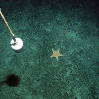 Close up of the bottom of the sea with starfish