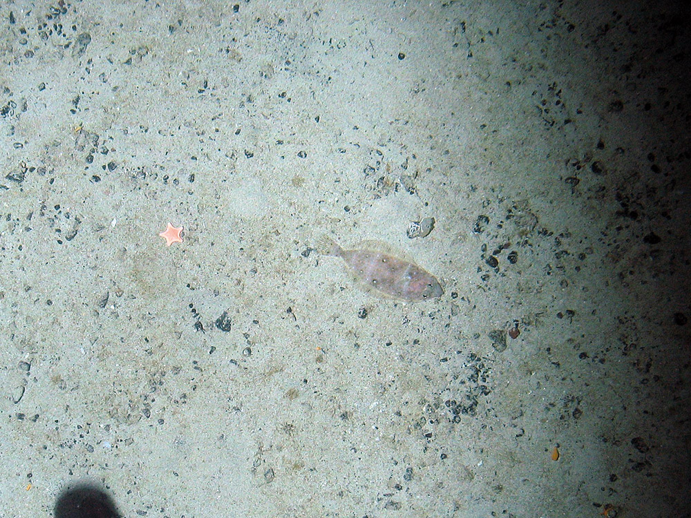 The rigid armed starfish (Hippasteria phyrigiana) and a  four spot megrim (Lepidorhombus boscii) on a sand a gravel seabed © Marine Scotland Science/JNCC/University of Plymouth, 2007