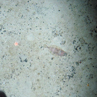 The rigid armed starfish (Hippasteria phyrigiana) and a  four spot megrim (Lepidorhombus boscii) on a sand a gravel seabed © Marine Scotland Science/JNCC/University of Plymouth, 2007