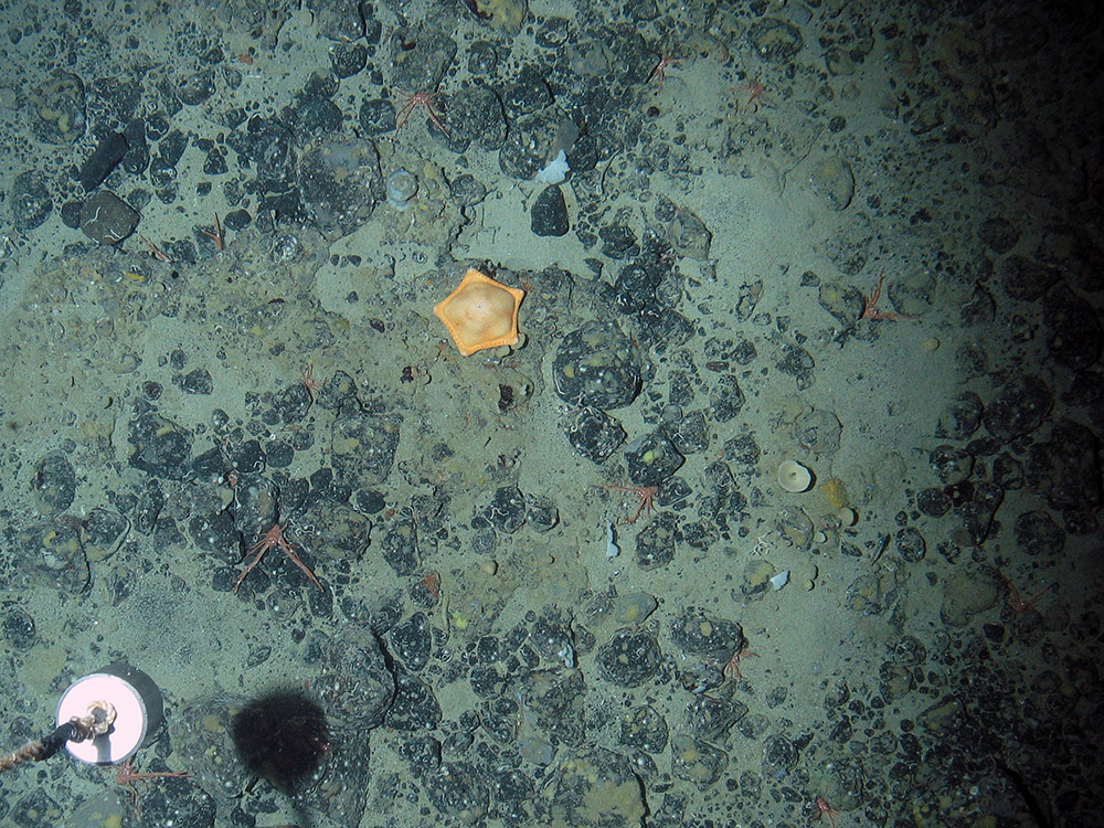 Pie crust cushion star (Ceramaster granularis) on mixed substrata with sponges, bryozoa and long clawed squat lobsters (Munida rugosa) © Marine Scotland Science/JNCC/University of Plymouth, 2007