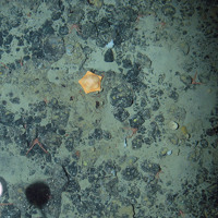 Pie crust cushion star (Ceramaster granularis) on mixed substrata with sponges, bryozoa and long clawed squat lobsters (Munida rugosa) © Marine Scotland Science/JNCC/University of Plymouth, 2007