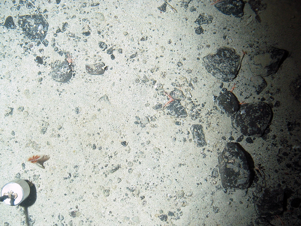 A tubed fan worm in sediment (Sabellidae indet.) and long clawed squat lobsters under cobbles (Munida rugosa) © Marine Scotland Science/JNCC/University of Plymouth, 2007