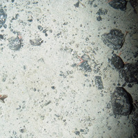 A tubed fan worm in sediment (Sabellidae indet.) and long clawed squat lobsters under cobbles (Munida rugosa) © Marine Scotland Science/JNCC/University of Plymouth, 2007