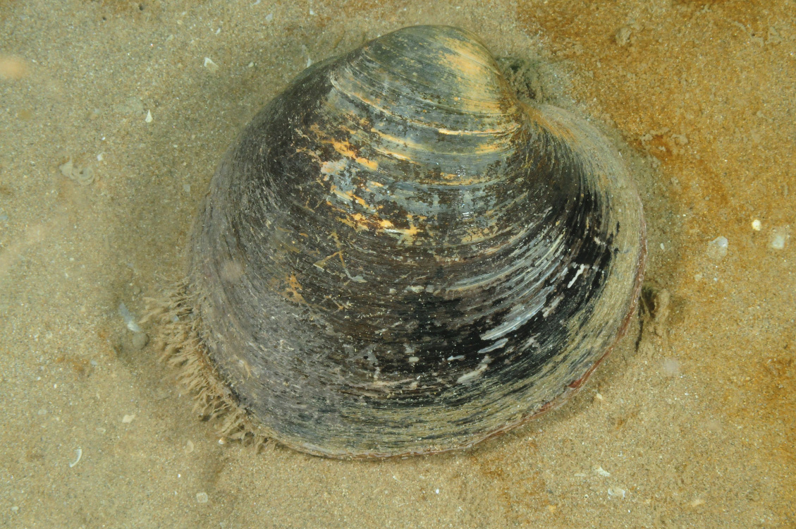 1. Close-up of the seabed showing ocean quahog (Arctica islandica). Image Crown Copyright, provided by DOENI.
