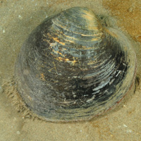 1. Close-up of the seabed showing ocean quahog (Arctica islandica). Image Crown Copyright, provided by DOENI.