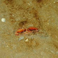 2. Close-up of the seabed showing ocean quahog (Arctica islandica) burrowed in sediment. Image by Crown Copyright, provided by DOENI.