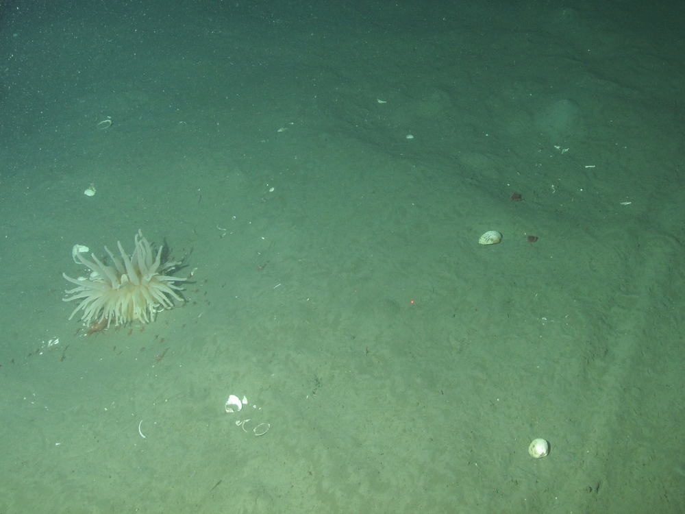 6. Large anemone (Bolocera tuediae) providing shelter for caridean shrimp (Caridea ssp.) on offshore subtidal sands and gravels in East of Gannet and Montrose Fields Nature Conservation MPA. Image provided by JNCC/Marine Scotland Science.