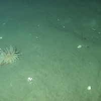 6. Large anemone (Bolocera tuediae) providing shelter for caridean shrimp (Caridea ssp.) on offshore subtidal sands and gravels in East of Gannet and Montrose Fields Nature Conservation MPA. Image provided by JNCC/Marine Scotland Science.