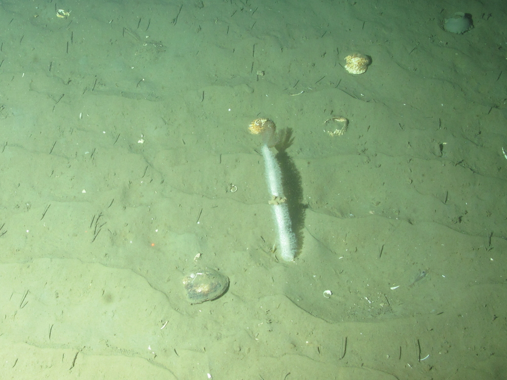 5. Soft coral (Alcyonium ssp.) colonised by zoanthids and feather duster worm (Sabellidae ssp.), and a moon snail egg case and many small polychaete worm tubes on rippled Offshore subtidal sands and gravels in East of Gannet and Montrose Fields MPA. Image provided by JNCC/Marine Scotland Science.
