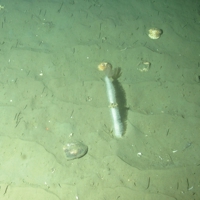 5. Soft coral (Alcyonium ssp.) colonised by zoanthids and feather duster worm (Sabellidae ssp.), and a moon snail egg case and many small polychaete worm tubes on rippled Offshore subtidal sands and gravels in East of Gannet and Montrose Fields MPA. Image provided by JNCC/Marine Scotland Science.