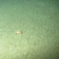 3. Close-up of the seabed showing sandy swimming crab (Liocarcinus depurator) on offshore subtidal sands and gravels with many small polychaete worm tubes.