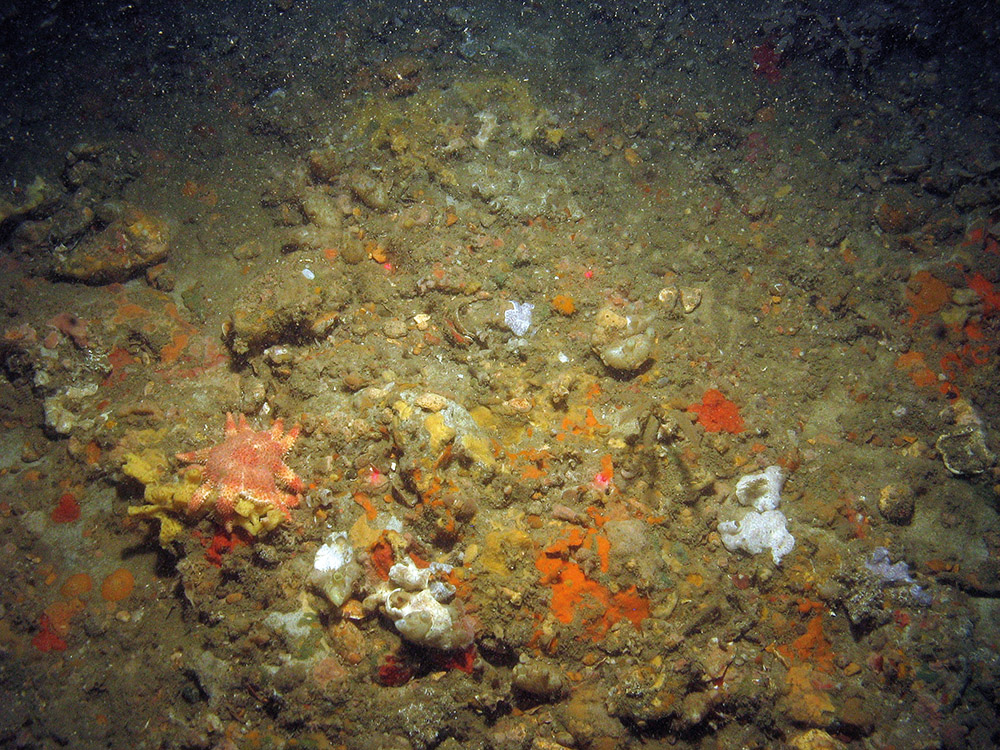Common sunstar (Crossaster papposus) on rocky substrata with encrusting sponges, bryozoa and ascidans