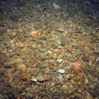 Common brittlestars (Ophiothrix fragilis) and common sunstar (Crossaster papposus) on gravel seabed