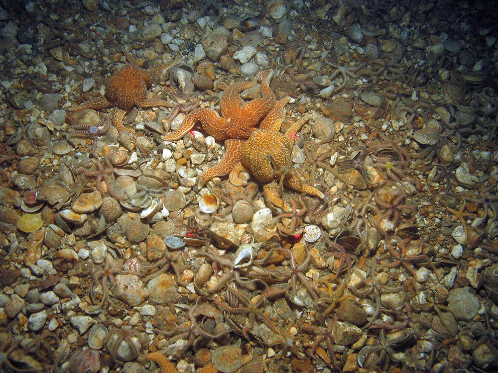 Common starfish (Asterias rubens) and common brittlestar (Ophiothrix fragilis)  on shell sediment seabed
