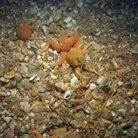 Common starfish (Asterias rubens) and common brittlestar (Ophiothrix fragilis)  on shell sediment seabed
