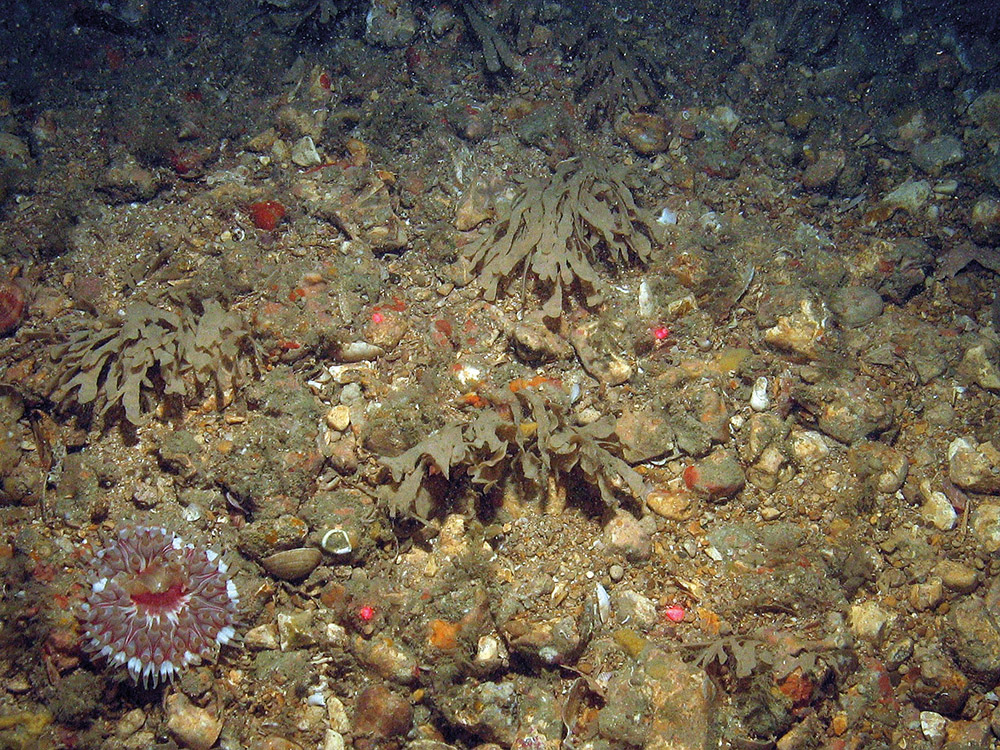 Anemone (Urticina sp.) with horn wrack (Flustra foliacea) and encrusting bryozoa on gravel and sand seabed