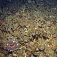 Anemone (Urticina sp.) with horn wrack (Flustra foliacea) and encrusting bryozoa on gravel and sand seabed
