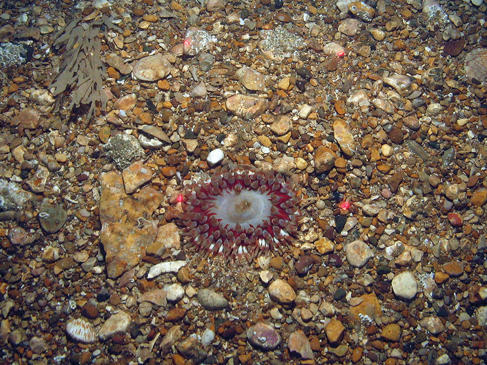 Anemone (Urticina sp.) on gravel with horn wrack (Flustra foliacea)