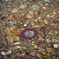Anemone (Urticina sp.) on gravel with horn wrack (Flustra foliacea)