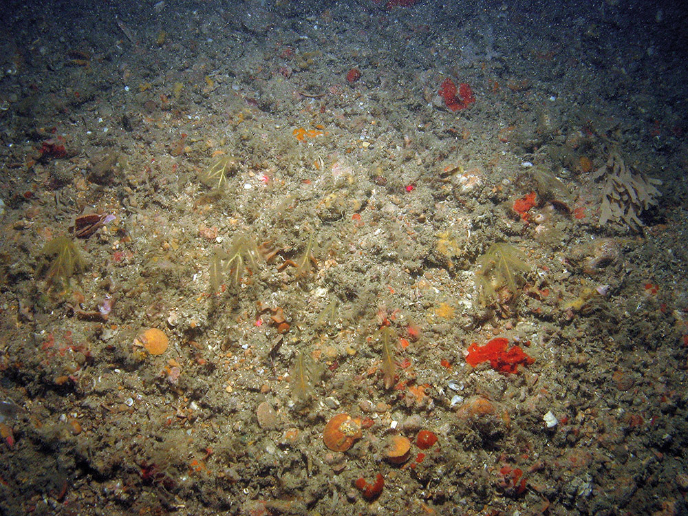 Branched antenna hydroid (Nemertesia ramosa), ross coral (Pentapora foliacea), ross worms (Sabellaria spinulosa) and a variety of other organisms on mixed substrata