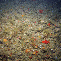 Branched antenna hydroid (Nemertesia ramosa), ross coral (Pentapora foliacea), ross worms (Sabellaria spinulosa) and a variety of other organisms on mixed substrata