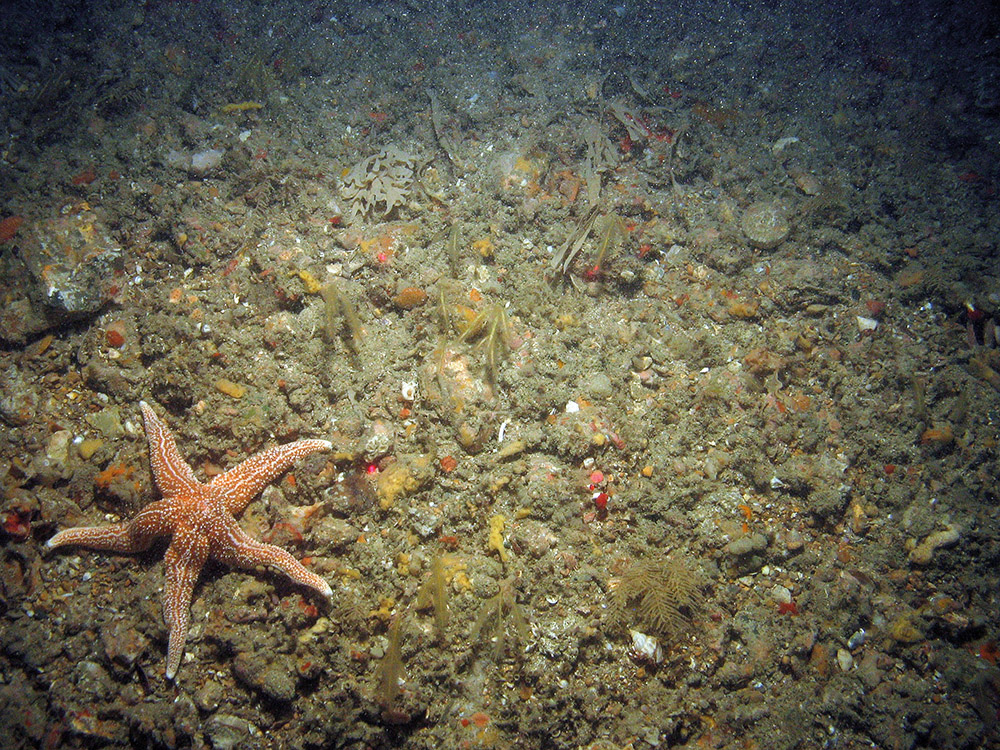 Common starfish (Asterias rubens) and a variety of hydroids, bryozoa and sponges on mixed substrata