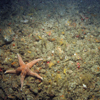 Common starfish (Asterias rubens) and a variety of hydroids, bryozoa and sponges on mixed substrata