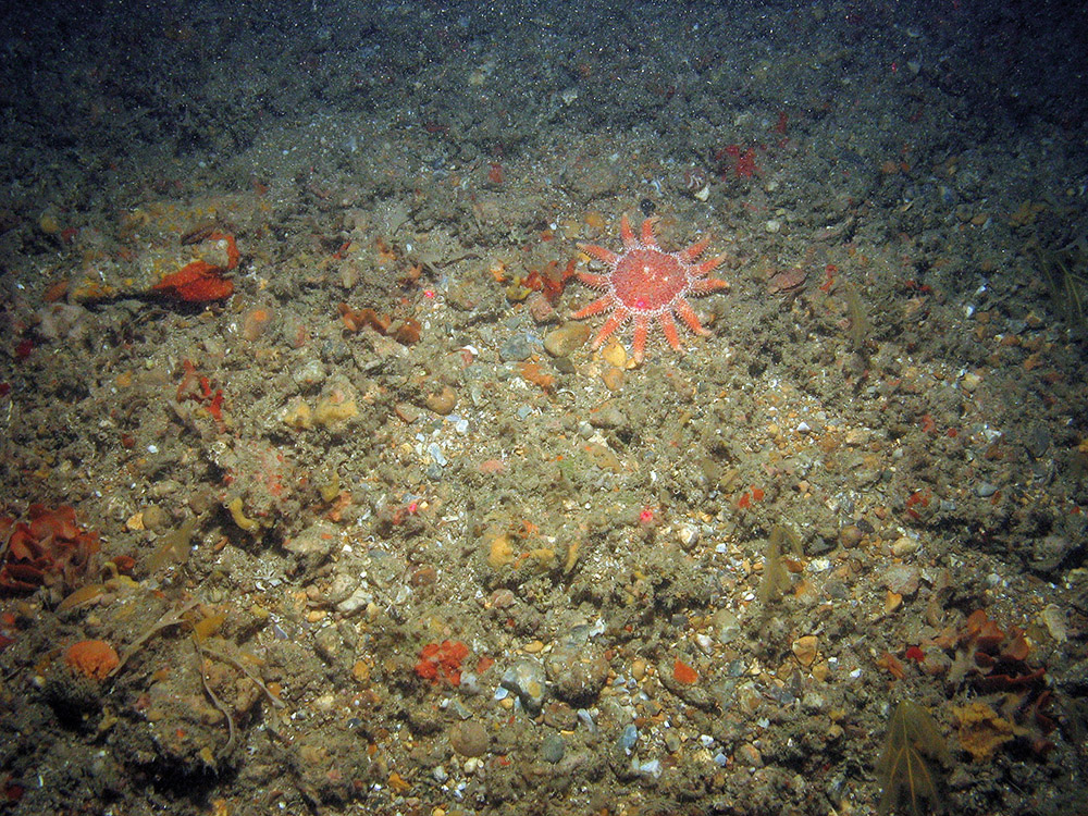 Common sunstar (Crossaster papposus), encrusting sponges and a variety of other biota on mixed substrata