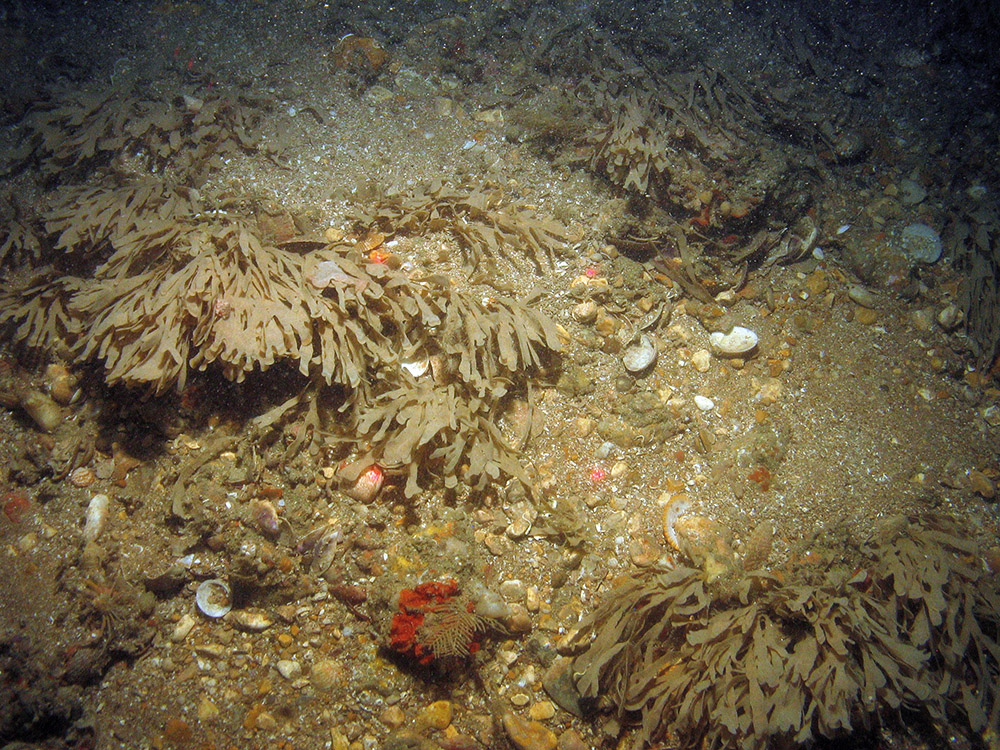 Horn wrack (Flustra foliacea) and encrusting bryozoa on cobbles, pebbles and gravel with sand