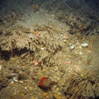 Horn wrack (Flustra foliacea) and encrusting bryozoa on cobbles, pebbles and gravel with sand