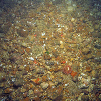 Anemone (Urticina sp.) on a pebble and gravel seabed with encrusting bryozoa and keel worms (Pomatoceros sp.)