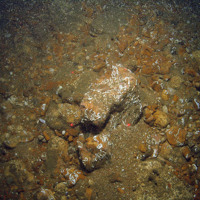 Keel worm (Pomatoceros sp.) dominated cobbles, pebbles and gravel