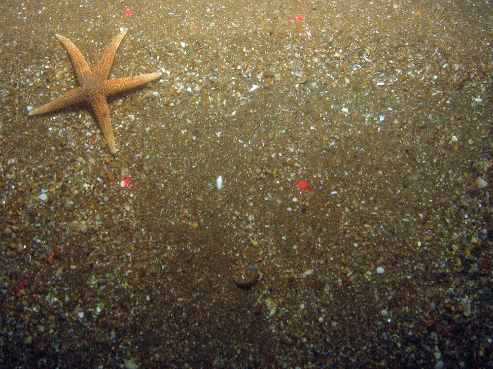 Common starfish (Asterias rubens) on coarse sand