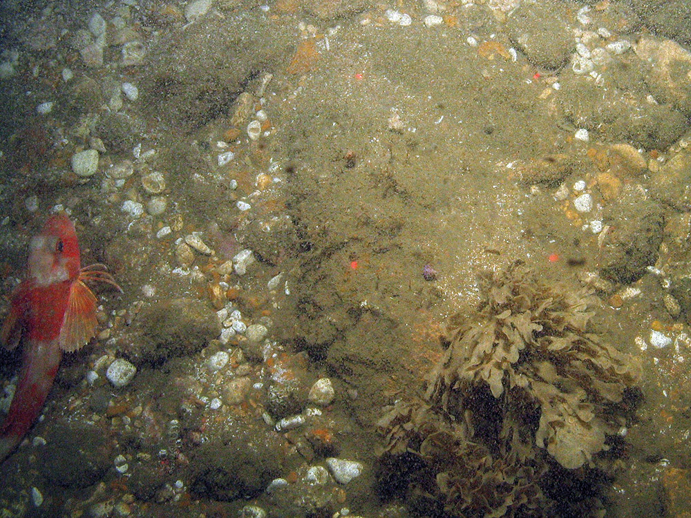Red gurnard (Aspitrigla cuculus) on hard substrata and sandy gravel