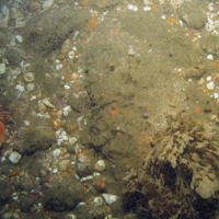 Red gurnard (Aspitrigla cuculus) on hard substrata and sandy gravel