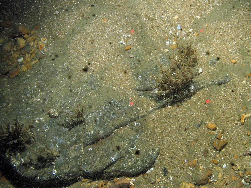 Stalks of the oaten-pipes hydroid (Tubularia indivisa) on sand scoured rock
