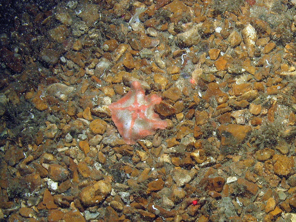 Goose foot starfish (Anseropoda placenta) on gravel