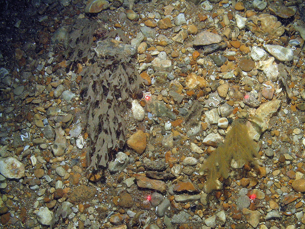 Horn wrack (Flustra foliacea) and branched antenna hydroid (Nemertesia antennina) on sandy gravel