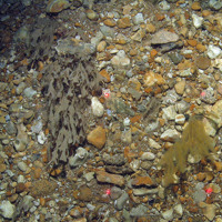 Horn wrack (Flustra foliacea) and branched antenna hydroid (Nemertesia antennina) on sandy gravel