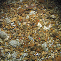 Keel worms (Pomatoceros sp.) and helter skelter hydroid (Hydrallmania falcata) on clean gravel
