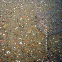 Thornback ray (Raja clavata) on sandy gravel
