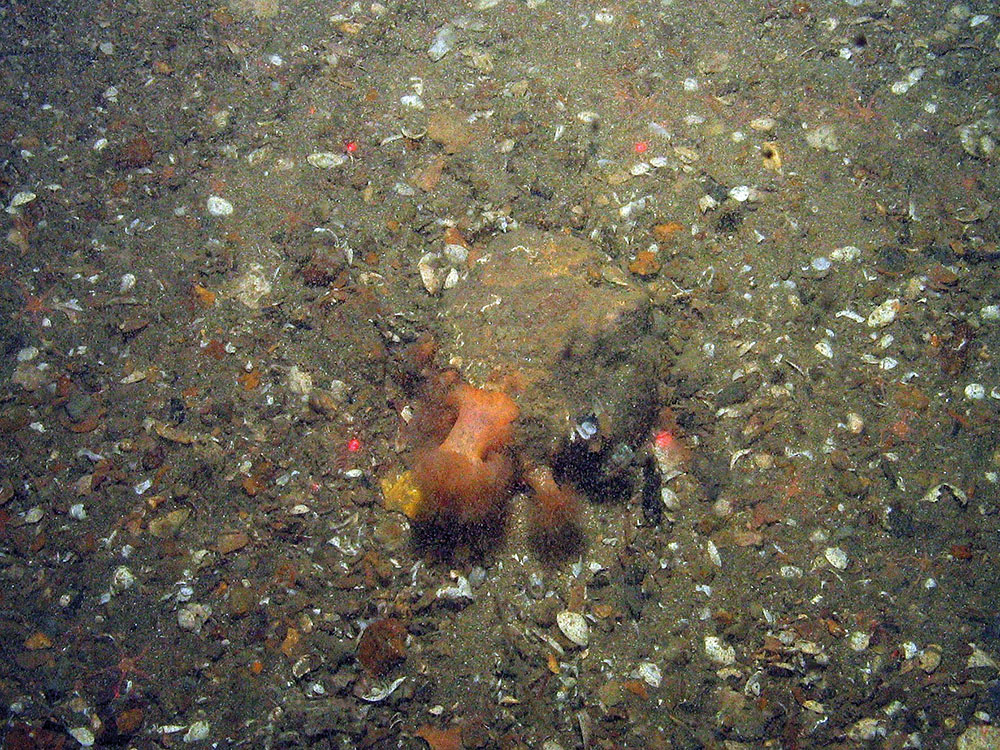 Plumose anemones (Metridium senile) on pebble