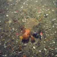 Plumose anemones (Metridium senile) on pebble