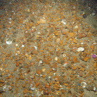 EUNIS level 5 A5.141 Pomatoceros triqueter with barnacles and bryozoan crusts on unstable circalittoral cobbles and pebbles