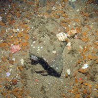 young scallops (Pecten maximus) attached to cobble outcropping from sand and gravel seabed 