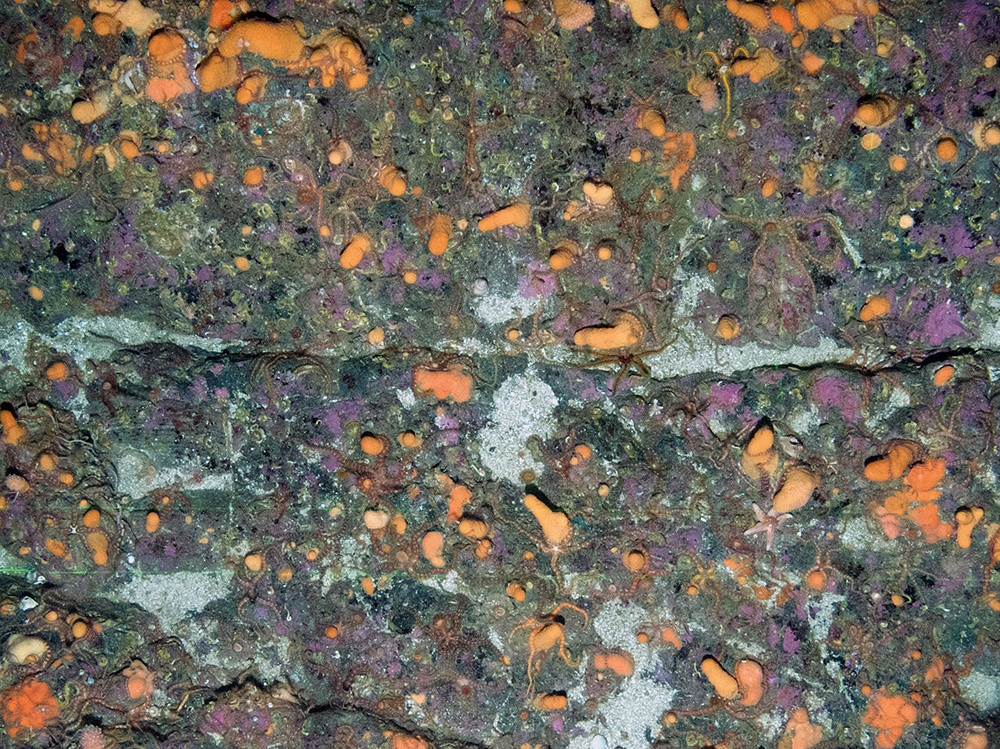 Bedrock with encrusting coralline algae (Corallinaceae), dead man's fingers (Alcyonium digitatum) and common brittle stars (Ophiothrix fragilis)