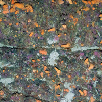 Bedrock with encrusting coralline algae (Corallinaceae), dead man's fingers (Alcyonium digitatum) and common brittle stars (Ophiothrix fragilis)