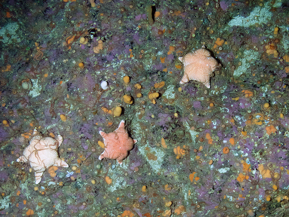 Cushion stars (Hippasteria phrygiana) on bedrocks with encrusting coralline algae (Corallinaceae), dead man's fingers (Alcyonium digitatum) and brittle stars (Ophiothrix fragilis)