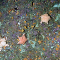 Cushion stars (Hippasteria phrygiana) on bedrocks with encrusting coralline algae (Corallinaceae), dead man's fingers (Alcyonium digitatum) and brittle stars (Ophiothrix fragilis)